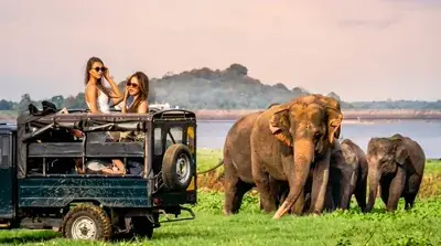 Elephant safari in Udawalawe National Park, Sri Lanka